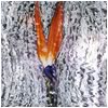Bird of Paradise 4