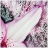 Stargazer 3