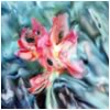 Tulips 1