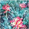 Tulips 4